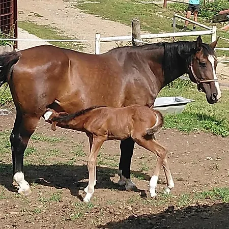 Zrebcin Mlyncok Apartmán *