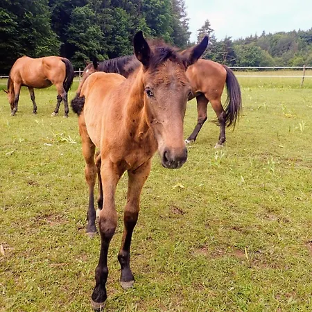 Апартаменты Zrebcin Mlyncok Slovenska Lupca