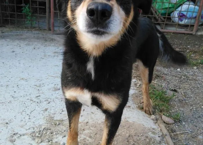 公寓 Zrebcin Mlyncok